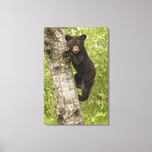 Toile Cube d'ours noir dans l'arbre