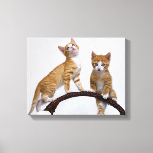 Toile Cute Baby Cats Kittens Funny Gym Photo - Enveloppé