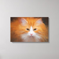 Cute Tabby Cat Orange White Fluffy Beautiful