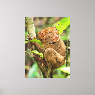 Toile Cute Tarsier Singe Faune
