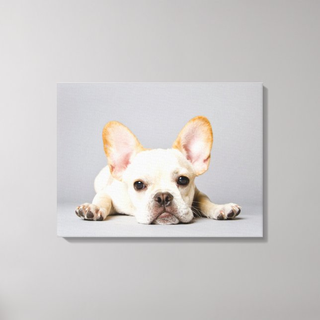 Toile Cutest Baby Animals | French Bulldog Lying Down (Recto)