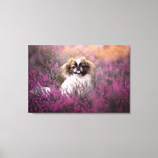 Toile Cutest Baby Animals | Pekingese Puppy (Recto)