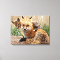 Cutest Baby Animals | Red Fox & Baby