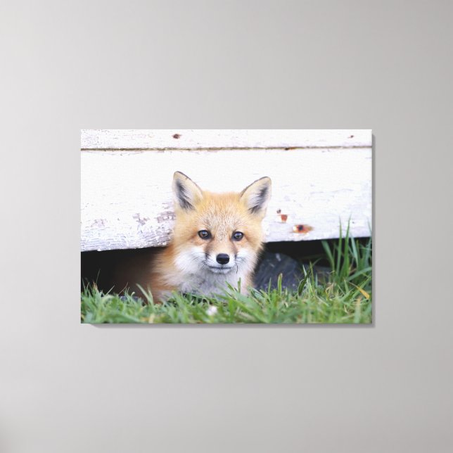 Toile Cutest Baby Animals | Red Fox Kit Peeking (Recto)