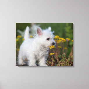 Toile Cutest Baby Animals   West Highland White Terrier