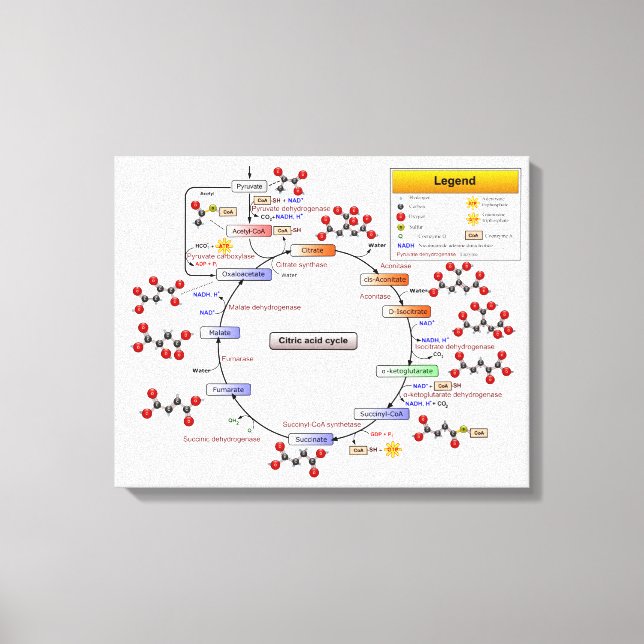 Toile Cycle Citrique Acide, Cycle TCA, Diagramme de cycl (Recto)