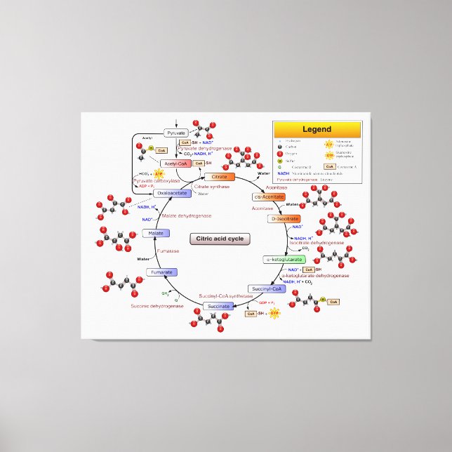 Toile Cycle Citrique Acide, Cycle TCA, Diagramme de cycl (Recto)