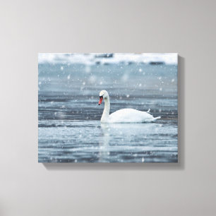 Toile Cygne dans les conditions hivernales de neige