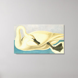 Toile Cygne trompette par John James Audubon, Oiseau Vin