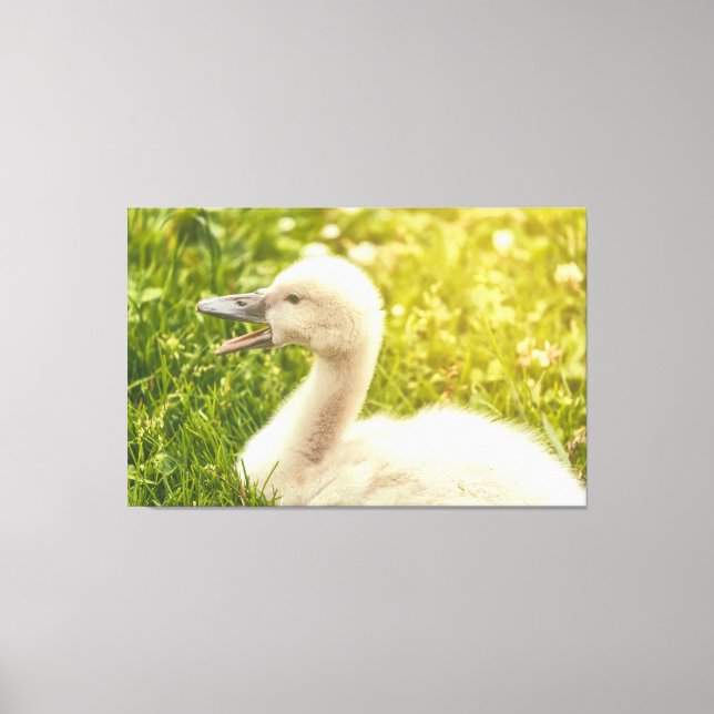 Toile Cygnet de cygne muet (Recto)
