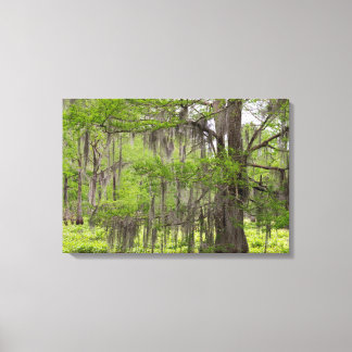 Toile Cypress dans le marais de Louisiane