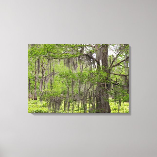 Toile Cypress dans le marais de Louisiane (Recto)