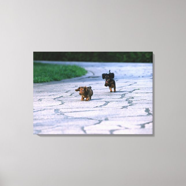 Toile Dachshund miniature 3 (Recto)