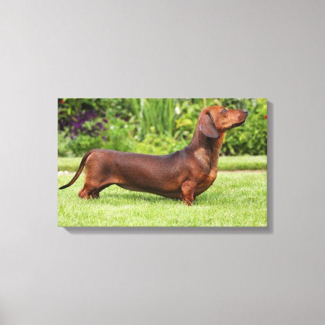 Toile Dachshund miniature à poil lisse (Recto)