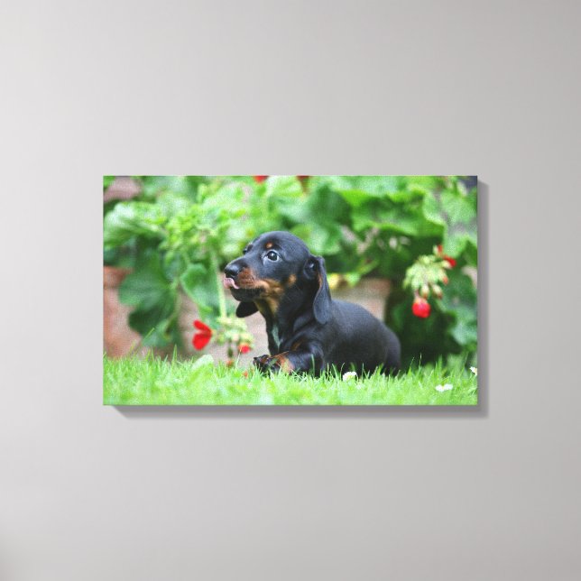 Toile Dachshund miniature à poil lisse 1 (Recto)