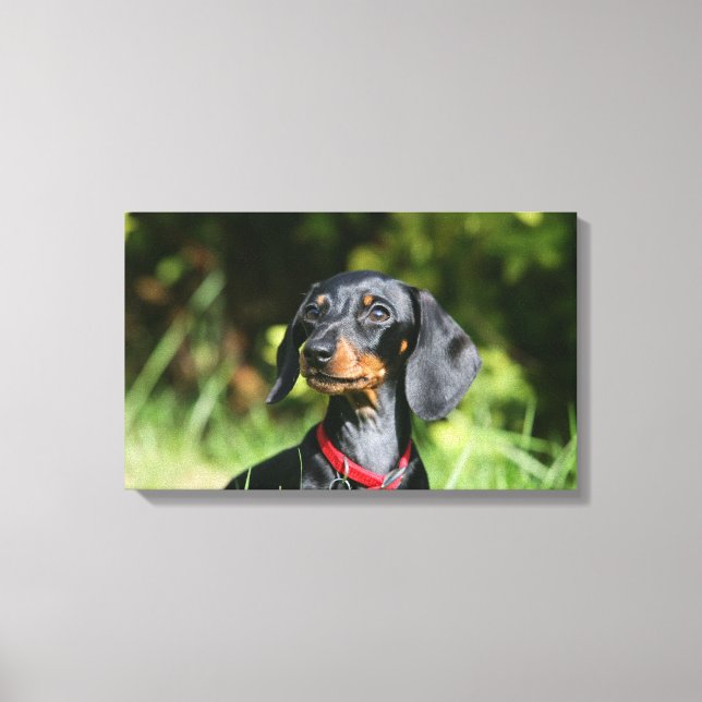 Toile Dachshund miniature à poil lisse 3 (Recto)