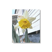 Daffodil Portrait