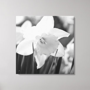 Toile Daffodique en noir et blanc
