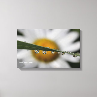 Toile Daisy Drops photo nature