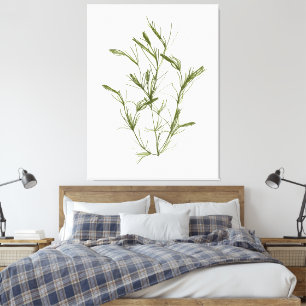 Toile d'algues Chara fragilis dessinée à la main I