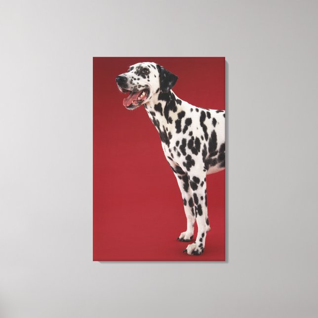 Toile Dalmatien (Recto)