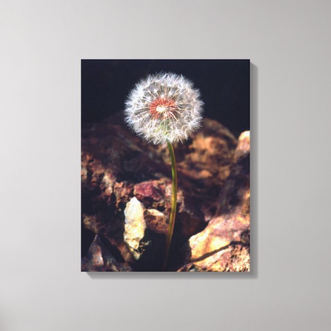 Toile Dandelion (Recto)