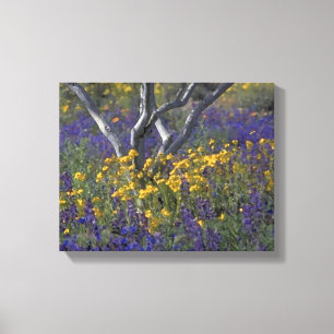 Toile d'aquarelle Californie Ojai Lupine & Poppies