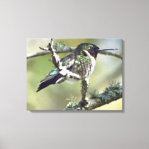 Toile d'art mural colibri