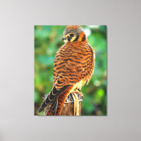 Toile d'art mural Faucon américain | Oiseau de pro