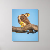 Toile d'art murale Faucon | Impression de rapace d