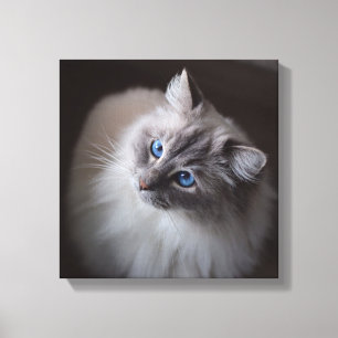 Toile de chat Ragdoll - Millie's Blue Eyes