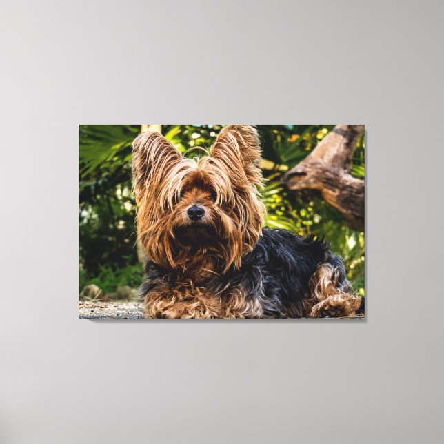 Toile de chien Yorkie (Recto)