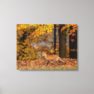 Toile De Feuillage Colorée Et Fox
