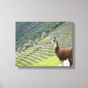 toile de llama