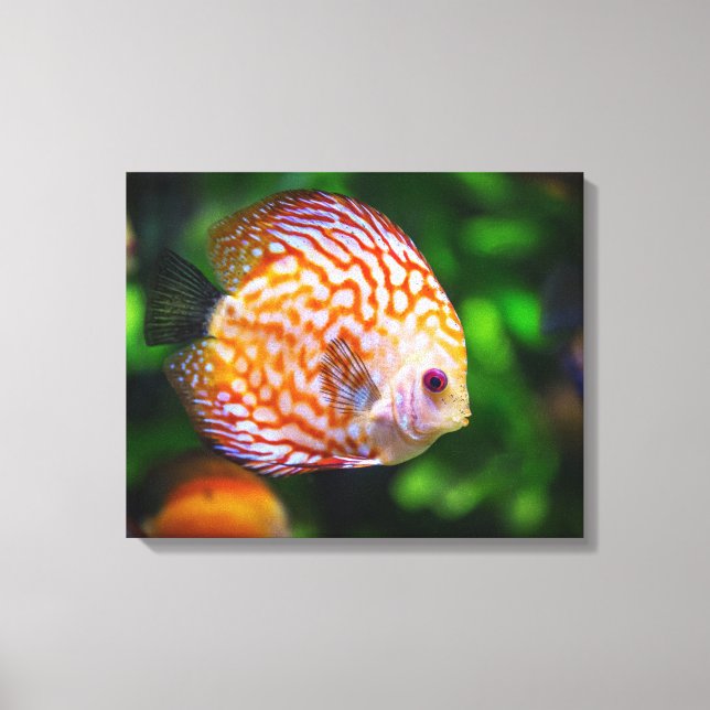 Toile de poisson Discus (Recto)