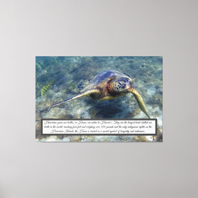 Toile de tortue verte (Recto)