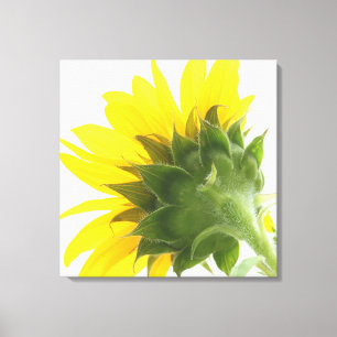 Toile de tournesol Fuzz Imprimer