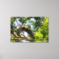 Décollage de la branche d'aigle à tête plate