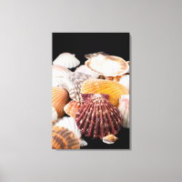 Détail Des Coquillages Du Monde Entier