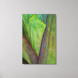 Toile Détail du Plante Agave