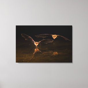 Toile Deux chauves-souris survolant l'eau, Arizona