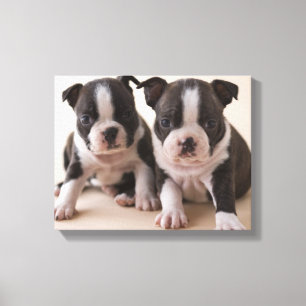 Toile Deux Chiots de Boston Terrier