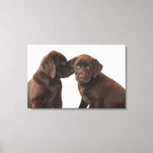 Toile Deux chiots Labrador Retriever Puppies au chocolat