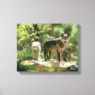 Toile Deux loups gris dans la forêt