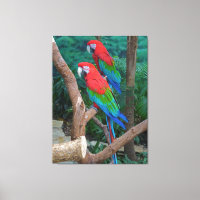 Deux Macaws à ailes rouge et verte Ara Chloropteru
