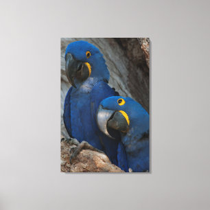Toile Deux Macaws Hyacinth, Brésil