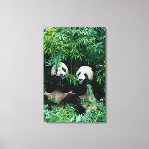 Toile Deux pandas mangeant du bambou ensemble, Wolong