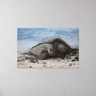 Toile Deux tortues de mer vertes d'Hawaï s'accrochent