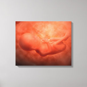 Toile Développement de foetus à 24 semaines