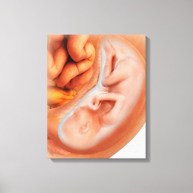 Toile Développement Du Foetus À 36 Semaines (Recto)